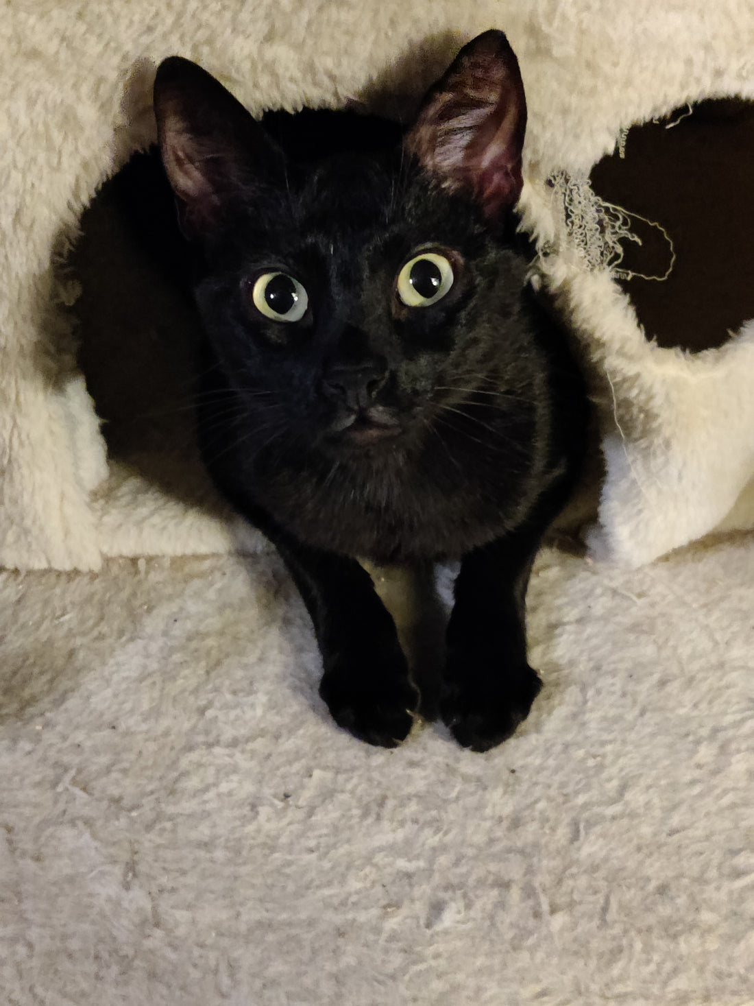 ¿Qué tipo de gatito es el tuyo?